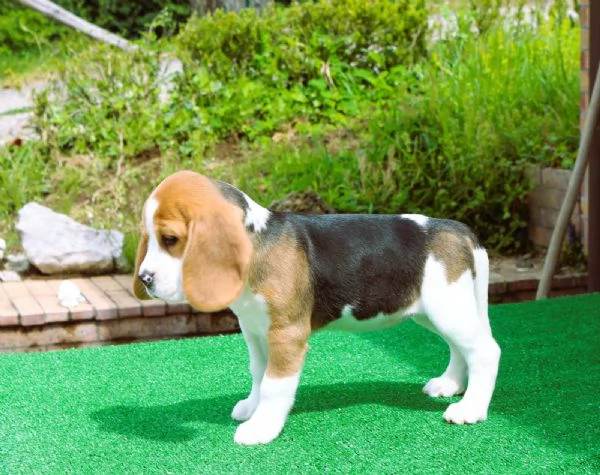 Beagle  | Foto 1