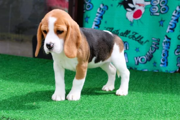 Beagle  | Foto 0