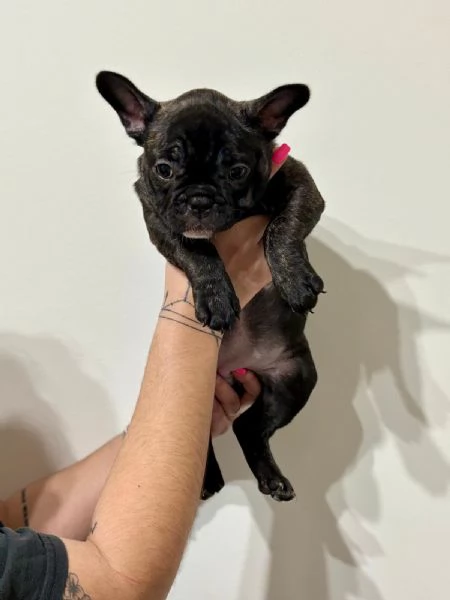 Bulldog francese  | Foto 0