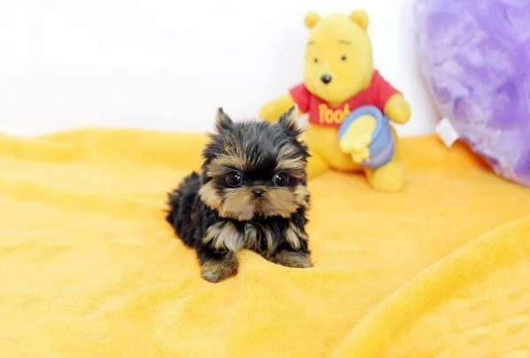 Adorabili cuccioli di Yorkshire Terrier