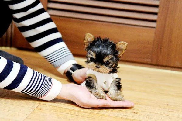 Adorabili cuccioli di Yorkshire Terrier | Foto 0