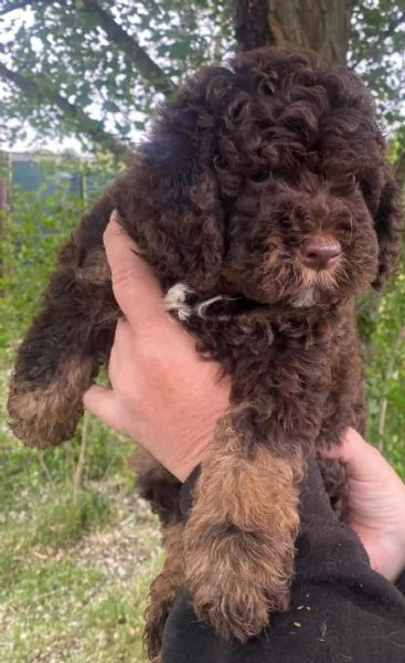 Lagotto romagnolo maschio