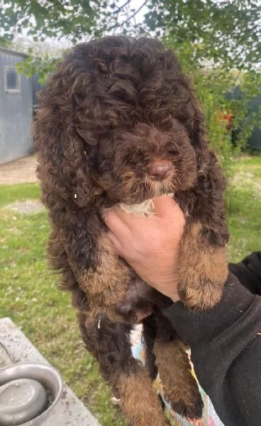 Lagotto romagnolo maschio | Foto 0