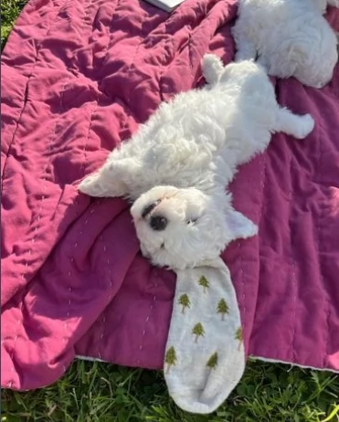  Meravigliosi cuccioli di Bolognese | Foto 0