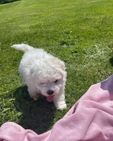  Meravigliosi cuccioli di Bolognese