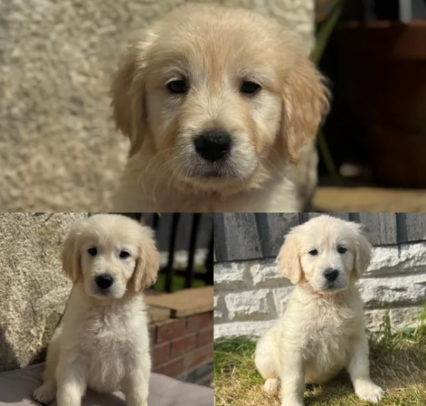 Golden Retriever creme di 3 mesi