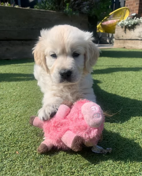 Golden Retriever creme di 3 mesi