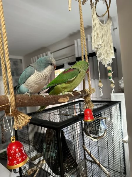 Vendo  parrocchetto monaco e alessandretta grande con gabbia nuova e accessori | Foto 4