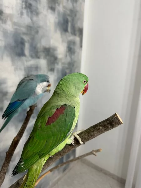 Vendo  parrocchetto monaco e alessandretta grande con gabbia nuova e accessori