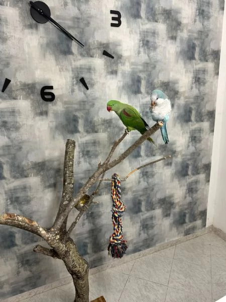 Vendo  parrocchetto monaco e alessandretta grande con gabbia nuova e accessori | Foto 1