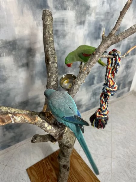 Vendo Pappagalli  | Foto 4