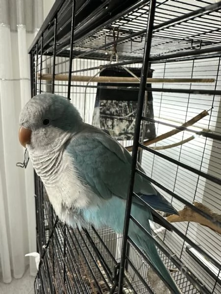 Vendo Pappagalli  | Foto 3