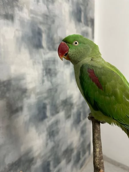 Vendo Pappagalli  | Foto 2