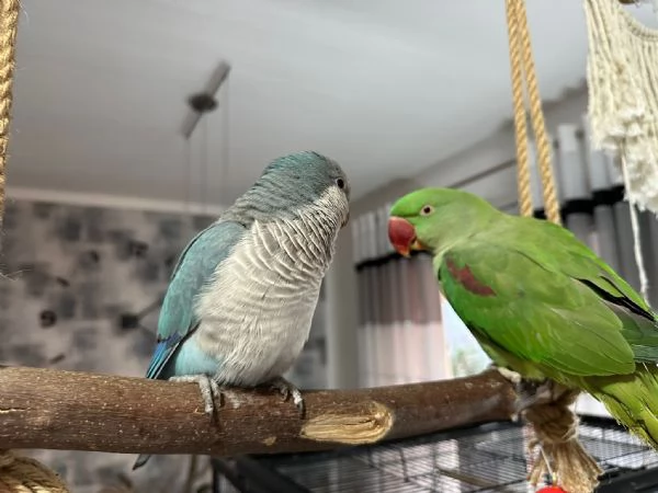 Vendo Pappagalli  | Foto 1