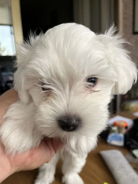 Cuccioli maltese