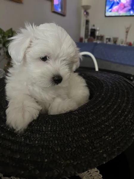 Cuccioli maltese | Foto 4