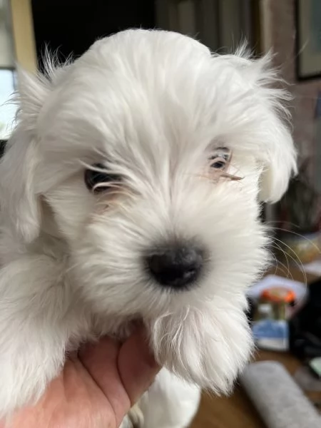 Cuccioli maltese | Foto 3
