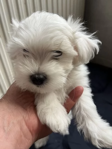 Cuccioli maltese | Foto 2