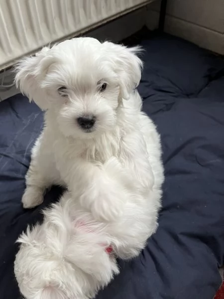 Cuccioli maltese | Foto 1
