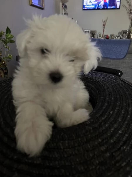 Cuccioli maltese | Foto 0