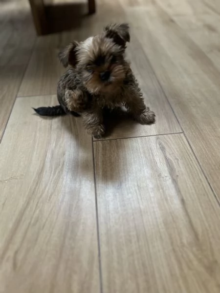 Disponibili cuccioli Yorkshire Terrier  | Foto 2