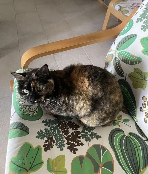 Regalo gatta buonissima