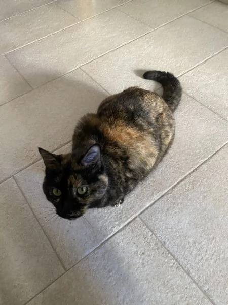 Regalo gatta buonissima | Foto 2