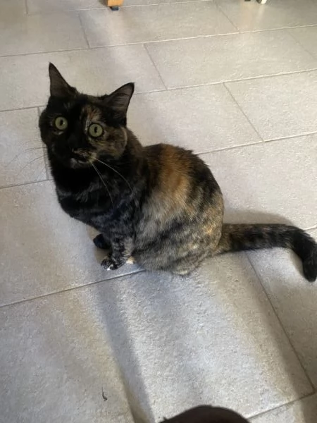 Regalo gatta buonissima | Foto 1