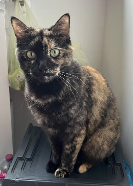 Regalo gatta buonissima | Foto 0