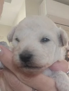 Barboncini toy  | Foto 0