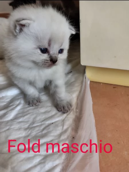 Scottish Straight/ fold