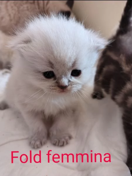 Scottish Straight/ fold | Foto 4