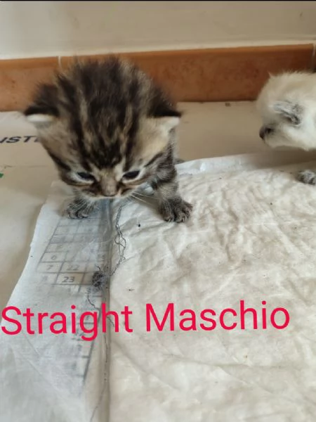 Scottish Straight/ fold | Foto 3