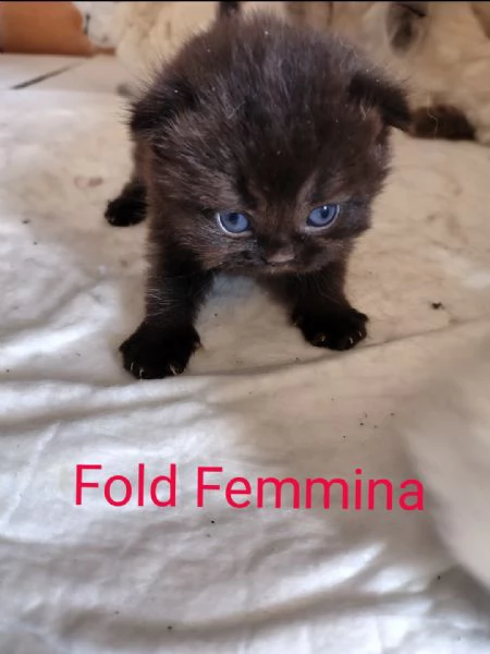 Scottish Straight/ fold | Foto 2