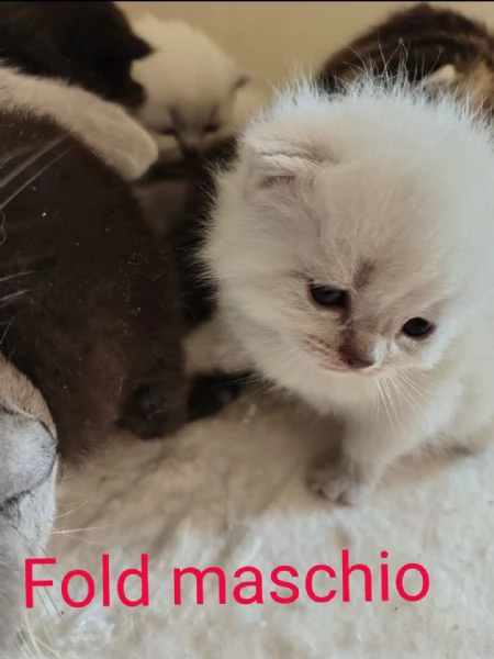 Scottish Straight/ fold | Foto 1