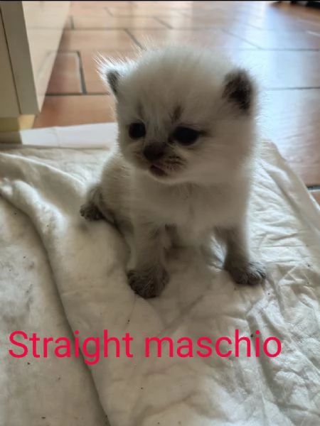 Scottish Straight/ fold | Foto 0