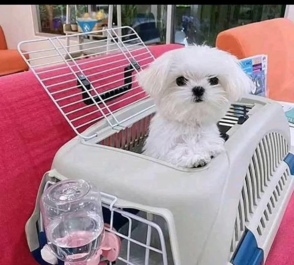 Disponibil cucciolo di maltese  femmina di 3 mesi | Foto 0