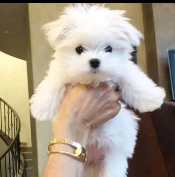 Disponibil cucciolo di maltese  femmina di 3 mesi
