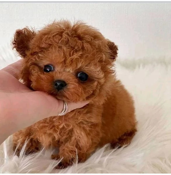 Disponibili Cuccioli I Barboncino mini | Foto 0