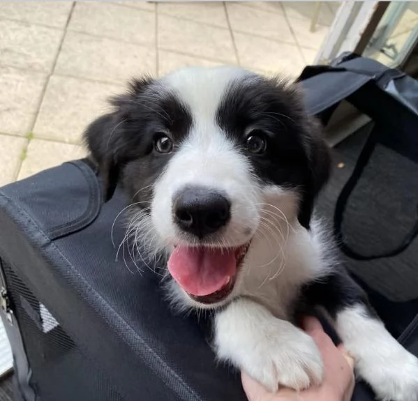 Bellissima femminuccia di Border Collie | Foto 0
