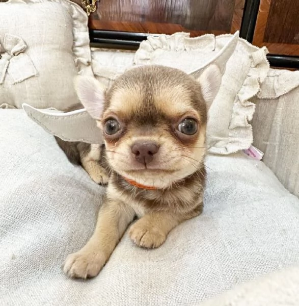 Regalo chihauhau mini