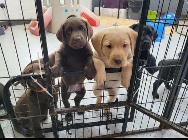 REGALO Labrador  | Foto 0