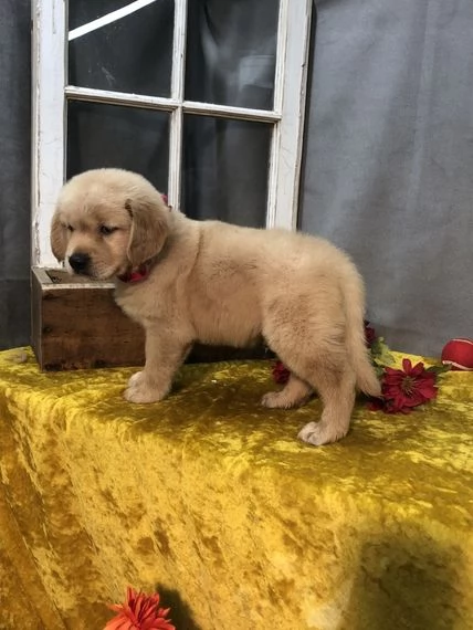 REGALO CUCCIOLI DI GOLDEN RETRIEVED  | Foto 0