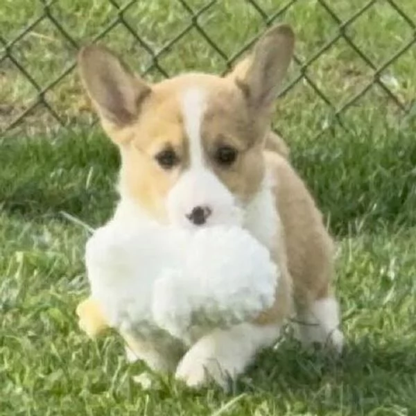 REGALO welsh  corgi | Foto 0