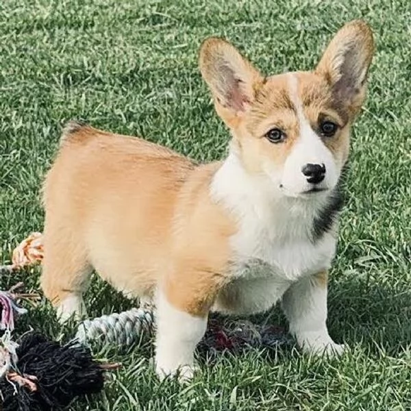 REGALO welsh  corgi