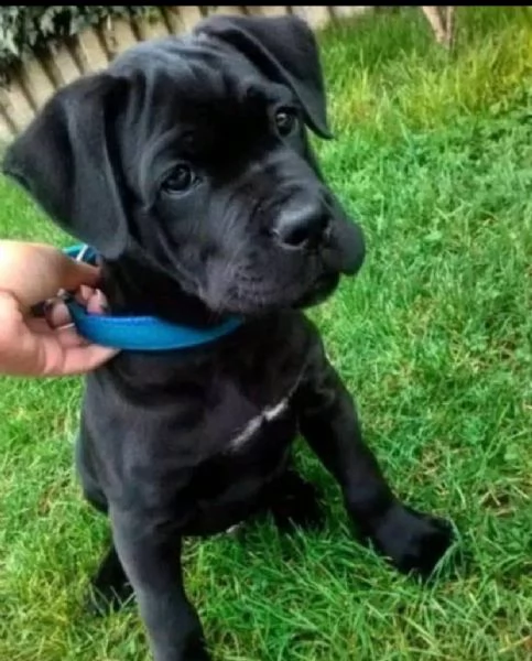 Bellissima maschio e  femminuccia di cane Corso disponibile