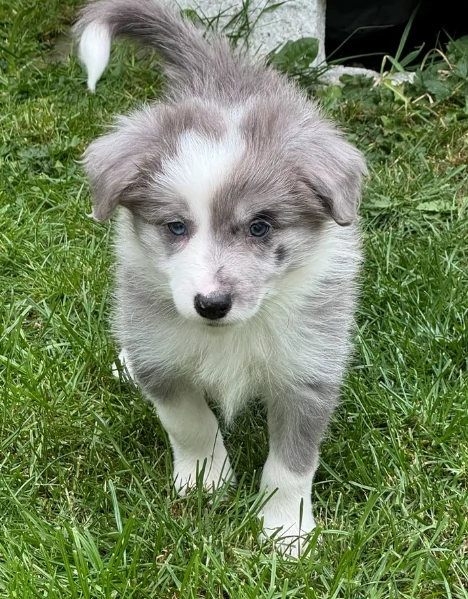 meraviglioso cuccioli di razza  Border Collie per ladozione gratuita | Foto 2