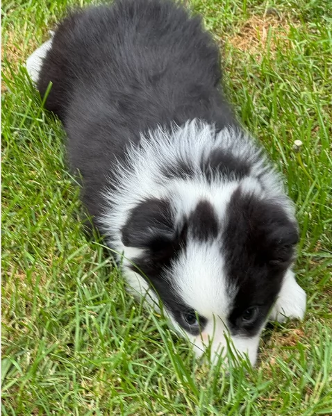 meraviglioso cuccioli di razza  Border Collie per ladozione gratuita | Foto 1