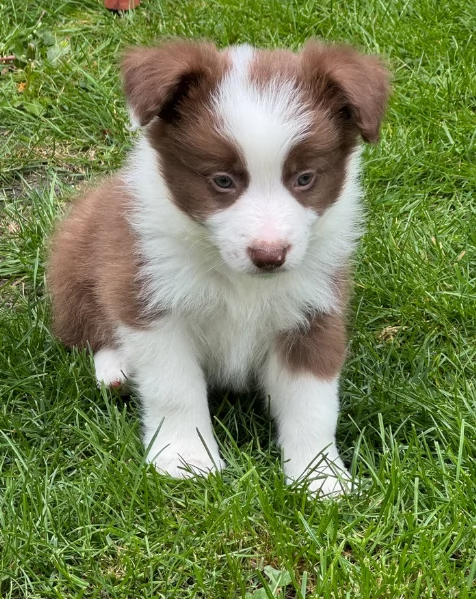 meraviglioso cuccioli di razza Border Collie per ladozione gratuita | Foto 2