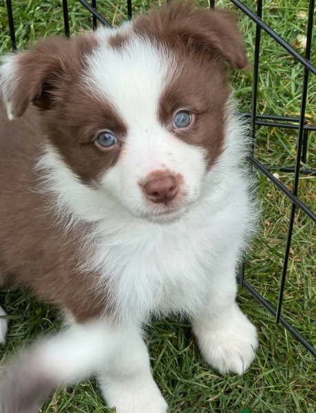 meraviglioso cuccioli di razza Border Collie per ladozione gratuita | Foto 1